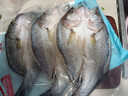 鲜京采三去海鲈鱼3斤/3条 生鲜鱼类 白蕉鲈鱼地标 鱼类源头直发 实拍图