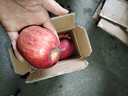 2025年现摘现发甘肃天水花牛苹果新鲜红蛇果粉面生鲜脆甜多汁A14 带箱1斤  果径65-70mm 实拍图
