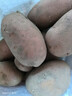 内蒙红皮大土豆新鲜黄心土豆现挖洋芋地蛋马铃薯粉面火锅批发 红皮土豆大果 3斤 【单果150g+】 实拍图