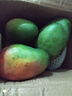 庾丰 芒果新鲜水果生鲜整箱当季大青皮芒 热带孕妇芒果 10斤装(净果9斤)单果200g+ 实拍图