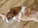 希尔思Hill‘s进口全价低敏粮成猫希尔斯养胃猫粮防过敏美毛猫干粮7磅/3.18kg 实拍图