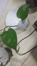 晨雾山懒人自动吸水花盆特大号绿萝蝴蝶兰塑料水培花盆绿植盆栽家用阳台 【加厚大号】自吸水花盆1个装 实拍图