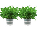 双盟绿萝盆栽除甲醛花卉绿植办公室新房净化空气180加仑2盆装源头直发 实拍图