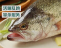 鲜活冲浪河鲈鱼400-500g/条 实拍图