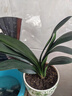 大盆君子兰盆栽名贵国宝级花卉苗绿植物圆头和尚室内客厅四季好养 大苗当年开花】12-14片叶子+带土 送肥料 实拍图
