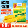 十月稻田 黑糯玉米 3.52斤（220g*8根）东北紫玉米 早餐零食 低脂饱腹 实拍图