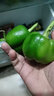 现摘新鲜圆辣椒超市即食太空椒皮厚肉多不辣水果灯笼椒 1斤试吃装 1斤 实拍图