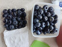 京鲜生 当季云南蓝莓 12盒中果14mm+ 125g/盒 生鲜水果 源头直发 包邮 实拍图