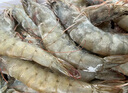 万景 国产大虾 盐冻北海白虾(大号) 80-100只净重4斤  家庭聚餐 海鲜 实拍图