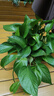 双盟绿萝盆栽除甲醛花卉绿植办公室新房净化空气180加仑4盆装源头直发 实拍图