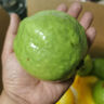 京鲜生白心芭乐番石榴净重3斤 单果150g起 脆果 水果源头直发包邮 实拍图