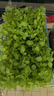 北蔬 荆芥种子苗菜籽河南大叶春四季播蔬菜种籽 大叶荆芥种子约1000粒 实拍图