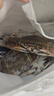 【冷冻】拾鲜生 梭子蟹活冻舟山特大螃蟹海鲜3斤梭子蟹5-7两/只 25年新蟹 源头直发包邮 实拍图