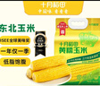 十月稻田 黄糯玉米 3.52斤(220g*8根)  杂粮粗粮 东北玉米 低脂早餐 新米 实拍图