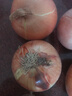 新鲜黄洋葱黄金水果洋葱即食蔬菜调料烧烤食材 新鲜黄洋葱 2斤 含箱 实拍图