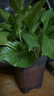 双盟绿萝盆栽除甲醛花卉绿植办公室新房净化空气110方黑10盆源头直发 实拍图