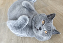 优瑞派猫粮幼猫成猫美短英短蓝猫布偶加菲猫专用流浪猫全价猫粮鱼肉味 经典猫粮牛肉味20斤丨送猫粮1斤 实拍图