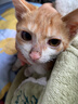 奥莉特猫砂豆腐猫砂除臭低尘可冲厕混合猫砂大袋囤货装猫咪用品 彩色豆腐猫砂【豆腐随机】 10斤 实拍图