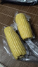 当季新货头茬东北黄甜糯玉米棒真空包装低脂黄糯大棒甜东北黏苞米 黑土地黄糯玉米【120-160克】2根 实拍图