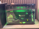 米家（MIJIA）小米米家智能生态鱼缸还原自然生态补仓一次三月无忧出差旅行必备 实拍图