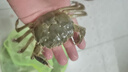 【活蟹】阳澄联合鲜活大闸蟹现货全母2.0-2.3两 6只生鲜螃蟹大只去绳足重海鲜礼盒 实拍图