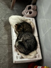 卫加全价猫粮5斤装 成猫幼猫主粮全阶段通用型天然粮2.5kg 实拍图