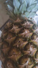 佳农 黑钻菠萝1粒装 菲律宾凤梨 净重2斤起 生鲜水果 源头直发 包邮 实拍图
