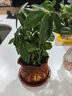 【八方来财】发财树鸭脚木盆栽四季常青桌面防辐射花卉盆景 八方来财20厘米4颗【發陶瓷盆】 送肥料 实拍图