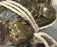 【活蟹】湖鲜阳澄大闸蟹全母3.6-3.9两8只去绳足重现货超大螃蟹水产海鲜送礼生鲜礼盒装 实拍图