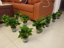 双盟绿萝盆栽除甲醛花卉绿植办公室新房净化空气 120款10盆源头直发 实拍图
