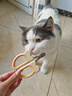 HELLOJOY猫咪指甲剪专用小盲剪狗狗指甲钳小猫指甲钳圆孔新手防抓防咬 实拍图