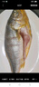 黄小渔宁德三去黄花鱼800g/条 大黄鱼生鲜 鱼类海鱼 海鲜水产 实拍图