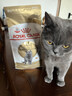 皇家猫粮 英短成猫粮 BS34 通用粮 12月以上 2KG 实拍图