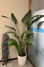 双盟绿萝盆栽除甲醛花卉绿植办公室新房净化空气180加仑4盆装源头直发 实拍图