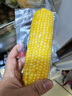 十月稻田 黄糯玉米 3.52斤(220g*8根)  杂粮粗粮 东北玉米 低脂早餐 新米 实拍图