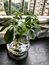 【八方来财】发财树鸭脚木盆栽四季常青桌面防辐射花卉盆景 八方来财【水培小苗1颗】 送肥料 实拍图