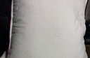 水星家纺枕头枕芯酒店枕头护颈枕头芯家用单个纯棉抗菌可水洗高枕48x74cm 实拍图