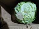 高原夏菜新鲜包菜卷心菜绿甘南菜甘蓝圆白菜时令蔬菜健康营养早餐 3斤带箱农家好菜 实拍图