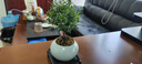 开时果 小叶赤楠盆景摆件 办公室桌面绿植花卉好养盆栽植物源头直发包邮 哥窑浅灰盆+苔藓+底座 实拍图