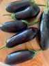 寿光农家紫茄子紫茄新鲜现摘生鲜超市蔬菜烧烤搭档 三斤现摘绿把茄子 3斤 实拍图