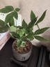 ⭐【包活】发财树盆栽鲜花绿植物办公室内吸甲醛绿萝文竹水培易养 【粗2-3cm】单杆发财树【原盆】 实拍图