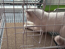 憨憨宠猫笼折叠猫笼子大号猫别墅加粗加密双层猫舍猫窝宠物猫咪用品家用 白色 850双层 实拍图