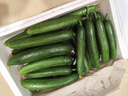 山东寿光水果黄瓜生吃脆新鲜荷兰青瓜当季无刺小黄瓜源头直发 精品水果黄瓜净重 4.5斤 实拍图