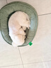 贝初众狗窝冬季保暖猫窝可拆洗四季通用大中小型犬冬天狗垫子狗狗睡垫床 M-50*40cm【适合8斤内宠物】 精选短绒不粘毛-加高护颈靠枕 防水隔潮-耐抓耐磨 实拍图