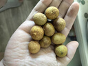 京鲜生 泰国进口龙眼 巨无霸金标净重3斤果径28mm以上 水果礼盒源头直发 实拍图