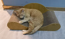 憨憨乐园猫抓板猫窝一体耐磨不屑猫爪窝立式双层瓦楞纸猫窝四季通用窝沙发 实拍图