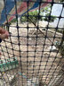 界图 塑料网格防护养殖养鸡围栏网玉米网围栏安全网防护网格护栏围网 1.8米高+3厘米孔+扎带 3.0mm厚(50米/卷)【养鸡养鸭】 实拍图
