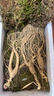 水长东新鲜林下山参2-3支装100g12年长白山人参东北特产源头直发包邮 实拍图