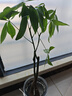 九千谷金钱树盆栽摇钱树钱串子室内客厅绿植30-40厘米瓷盆源头直发 实拍图