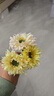 把束拉丝菊 简约现代陶瓷花瓶摆件 插花干花花束会议桌装饰高端 奶油黄/1枝 实拍图